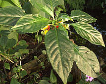 Impatiens niamniamensis