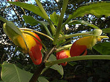 Impatiens niamniamensis