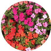 Impatiens walleriana as annual bedding