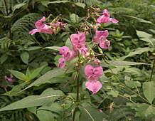 Impatiens glandulifera - roadside, Surrey