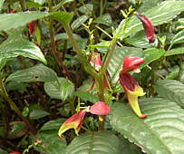 Impatiens hians