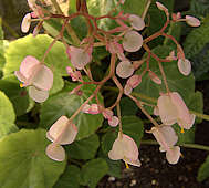 Begonia conchifolia