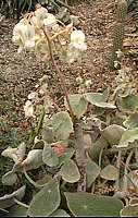 Begonia peltata