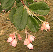 Begonia fuschioides