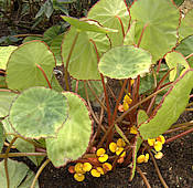 Begonia quadrialata