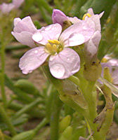 Cakile maritima (Sea Rocket)