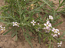 Cakile maritima (Sea Rocket)