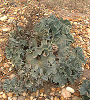 Crambe maritima (Sea Kale)