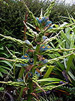 Puya alpestris