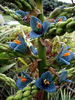 Puya alpestris