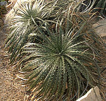 Dyckia frigida