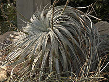 Hechtia argentea