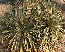 Dyckia maritima