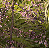 Hechtia tillandsioides