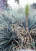 Puya alpestris