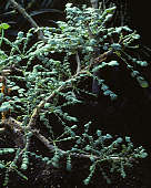 Boswellia sacra