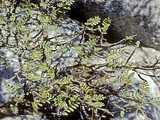 Bursera microphylla