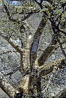 Bursera microphylla