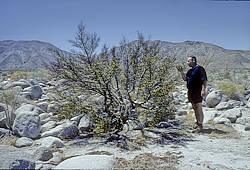 Bursera microphylla inspected by author