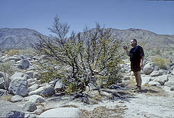 Bursera microphylla