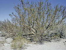 Bursera microphylla