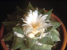 Ariocarpus retusus - cultivated, flower