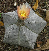 Astrophytum myriostigma cultivated - Photo: Benno Stander 2014