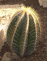 Astrophytum ornatum