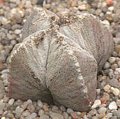 Astrophytum myriostigma quadricostatum