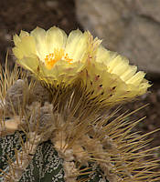 Astrophytum ornatum