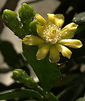 Brasiliopuntia brasiliensis