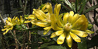 Brasiliopuntia brasiliensis