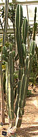 Cereus stenogonus