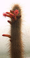 Cleistocactus tarijensis