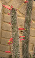 Cleistocactus smaragdiflorus