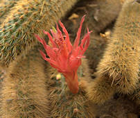 Cleistocactus winteri