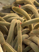 Cleistocactus winteri