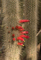 Cleistocactus hyalacanthus