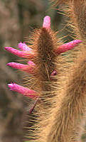 Cleistocactus candelilla