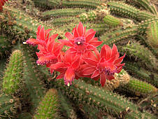 Cleistocactus semaipatanus