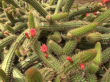 Cleistocactus semaipatanus