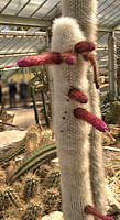 Cleistocactus strausii