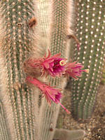 Cleistocactus hybrid