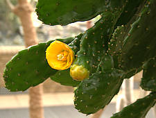 Consolea falcata Syn. Opuntia falcata