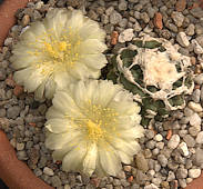 Copiapoa humilis