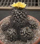 Copiapoa humilis