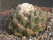 Coryphantha calipensis - RBG Kew