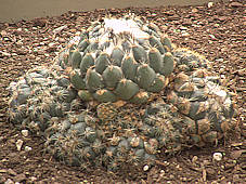 Coryphantha - RBG Kew