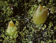 Echinocactus grusonii seedlings