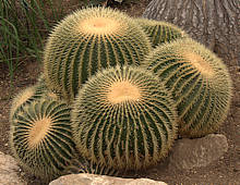 Echinocactus grusonii